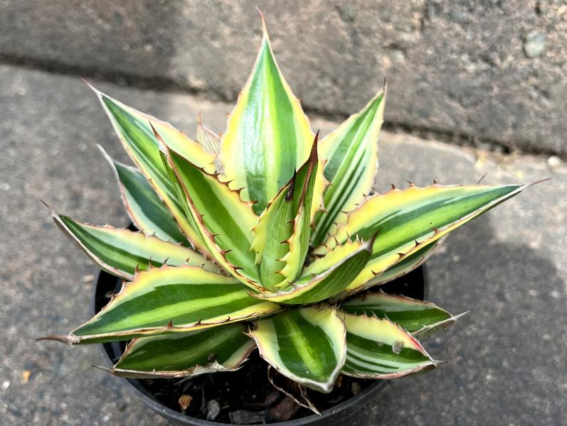 Sales plant (sample)